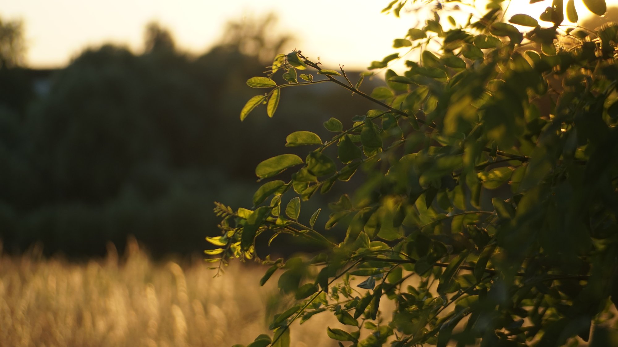 Leaves of a tree and a meadow. Half close-up, setting sun behind