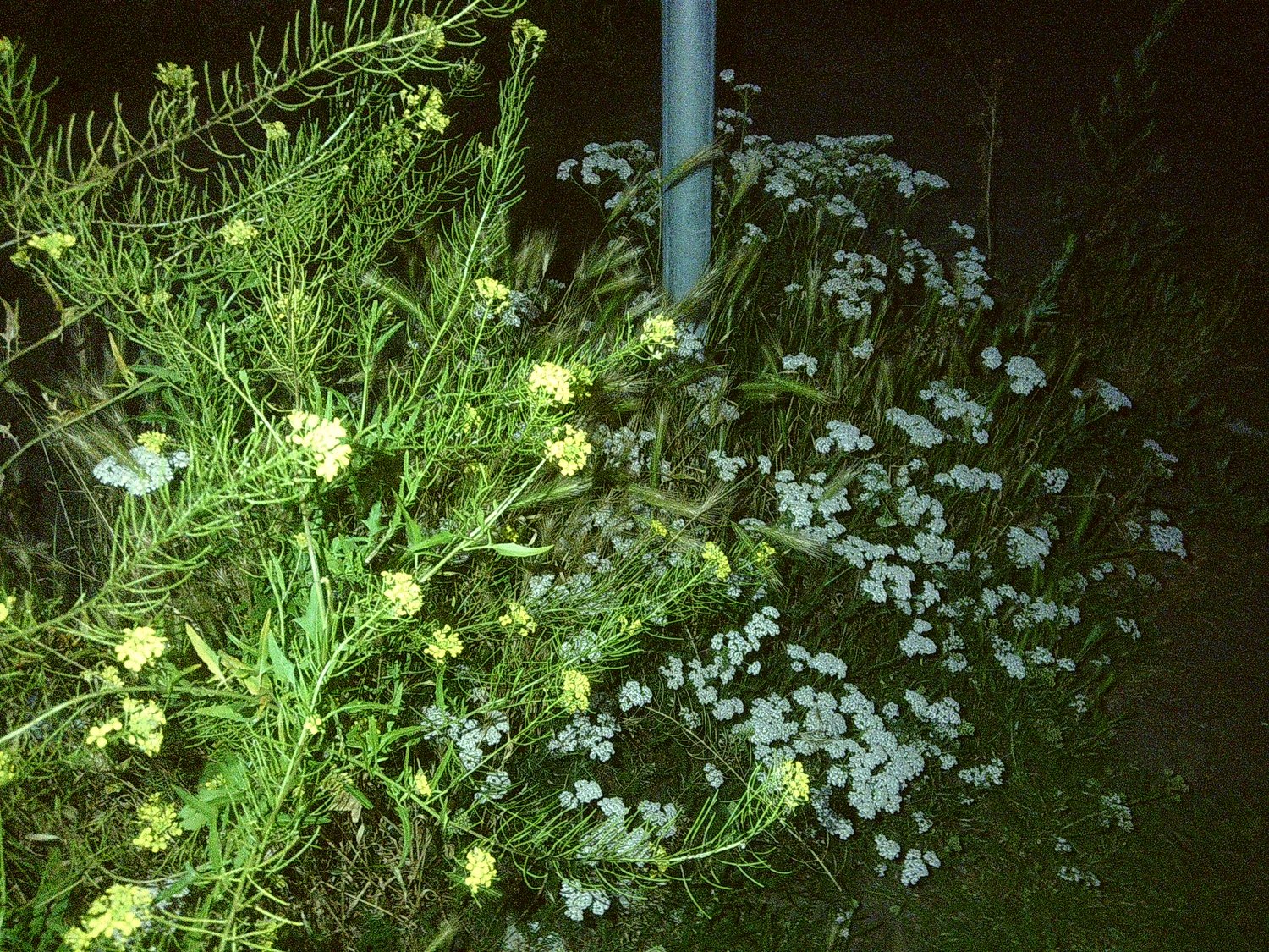 Urban vegetation, flashlighted.