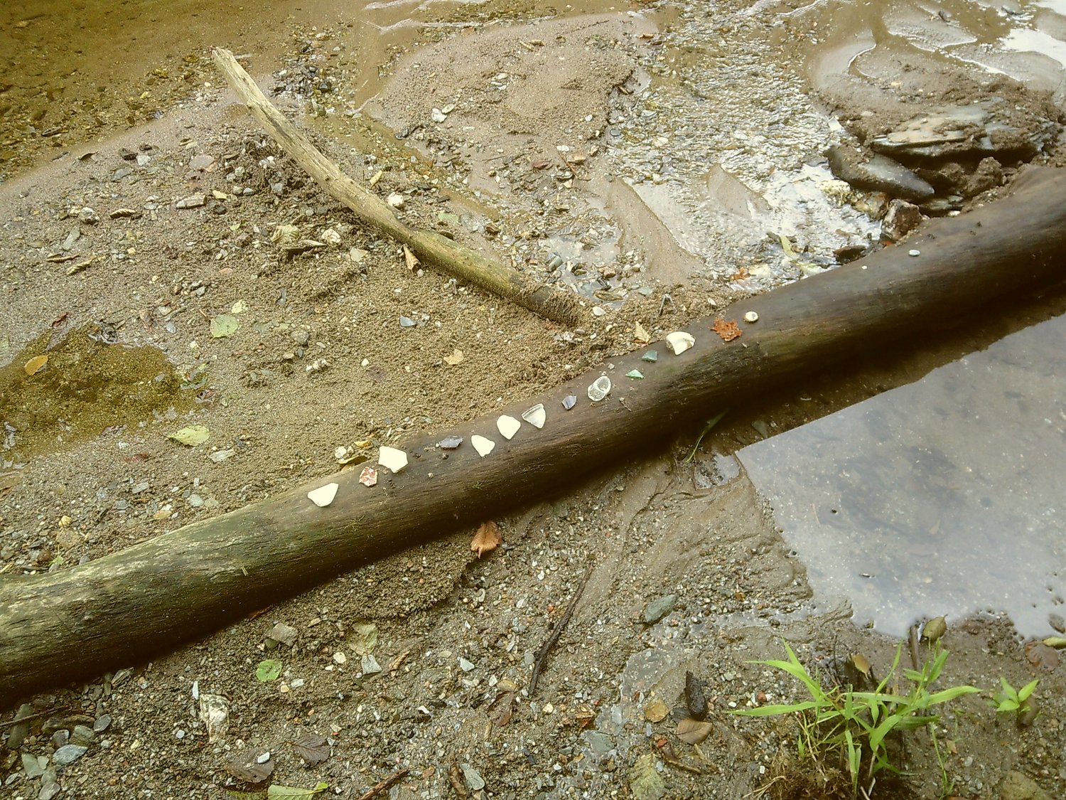 An old tree on a river shore. Water in the background and below. Some shells on it.