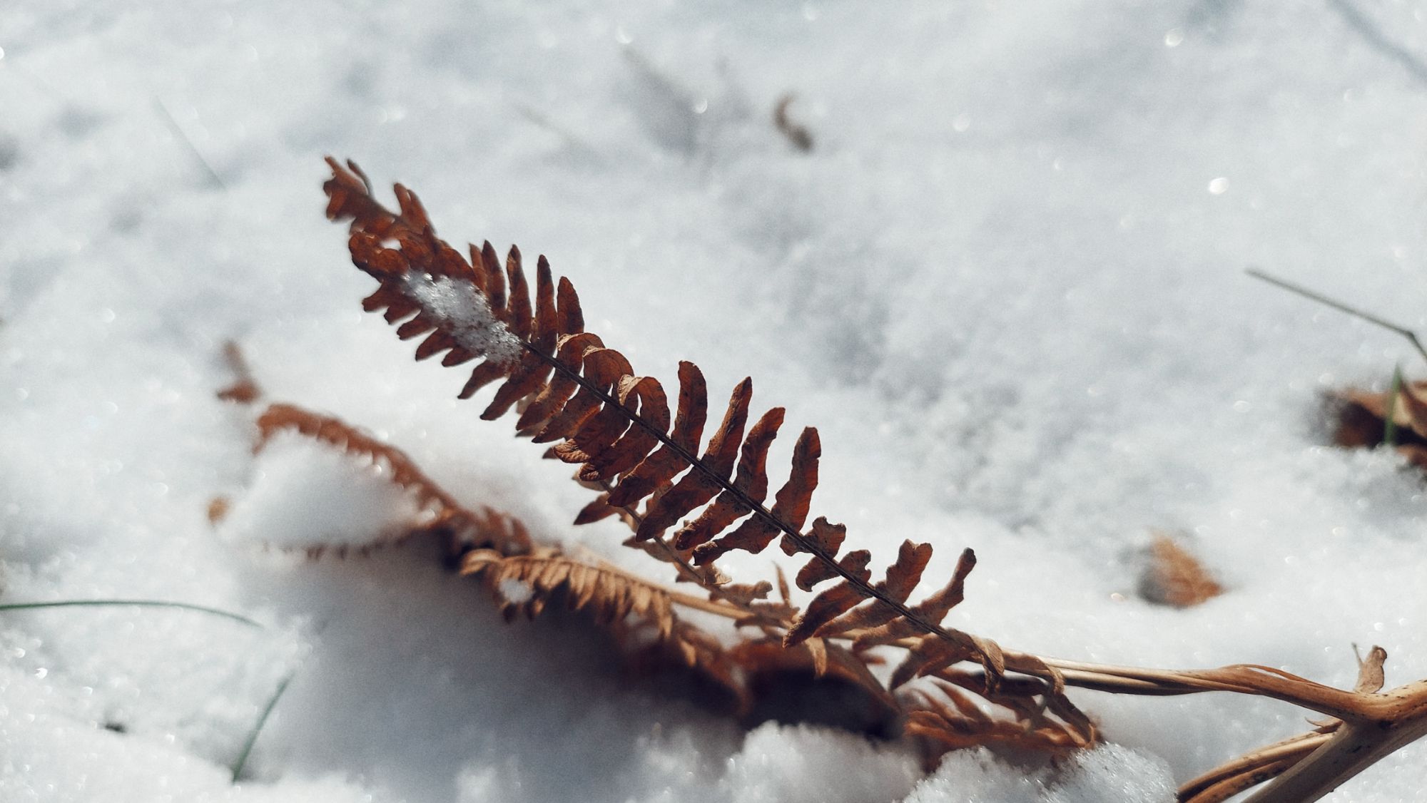 Dried brown leaves in the snow.