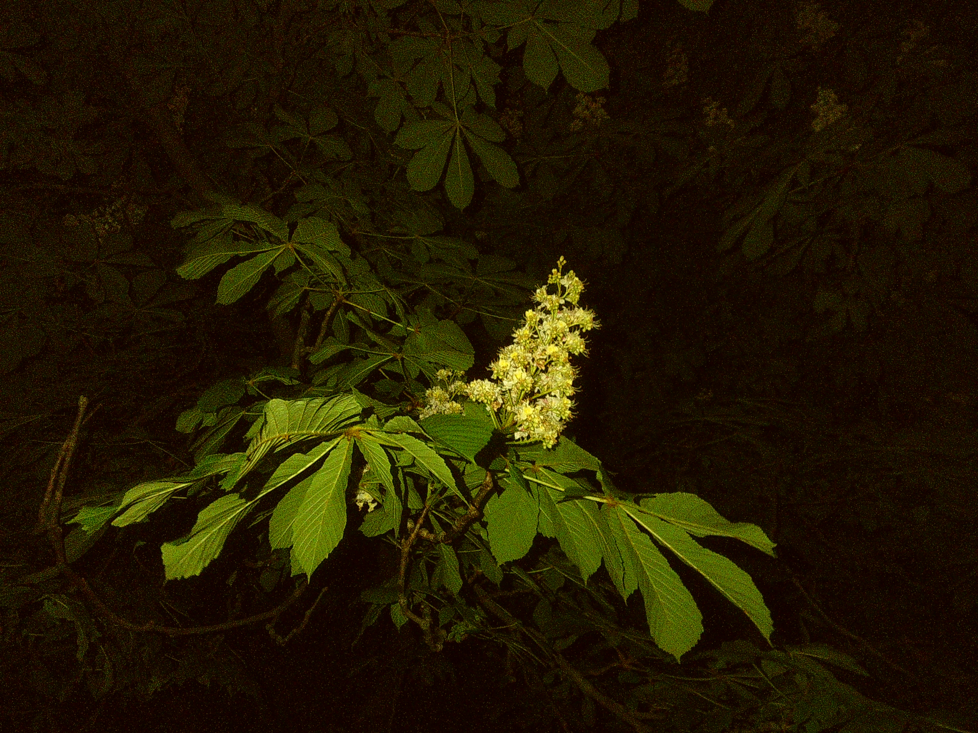 Chestnut blossoms in early night, shot with flash.
