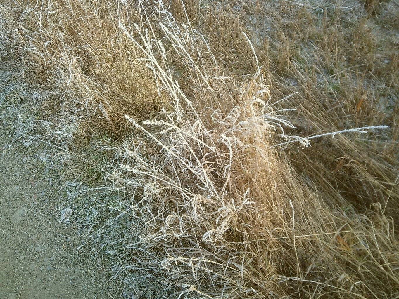 Frozen grass along a frozen path.
