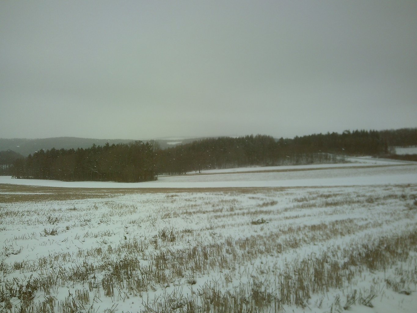 A meadow and forest in the back. Snow covered. Thin snow partially visible in the foreground.