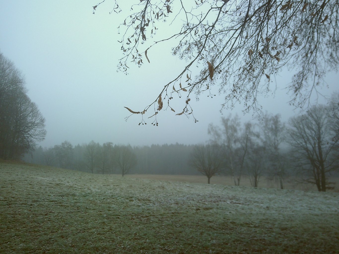 Closeup of a thin branch in front of a frozen meadow.