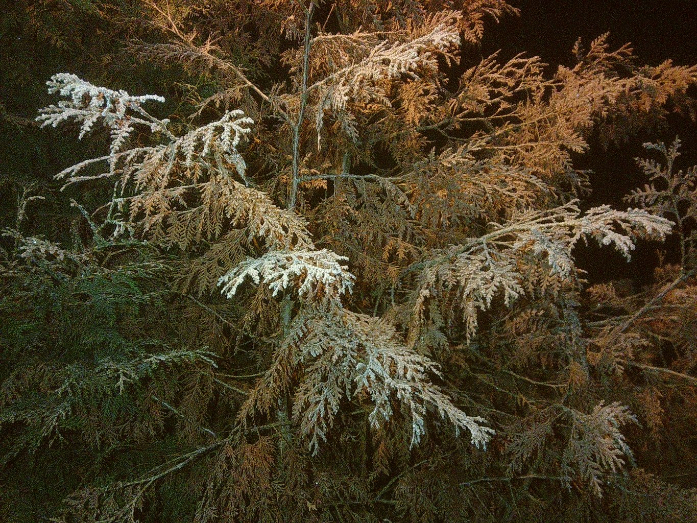 Flashlight shot of a Thuja tree.