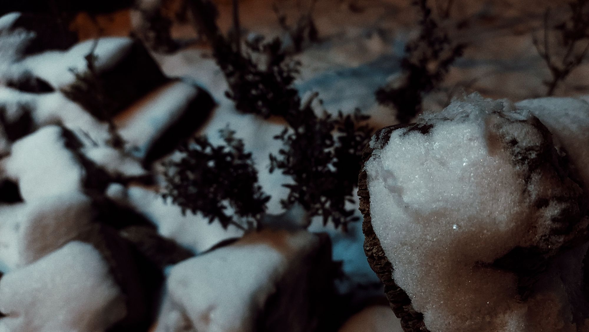 Snow on city plants and stones.